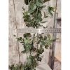 Eucalyptus Garland 180cm 30% Off - Image 3